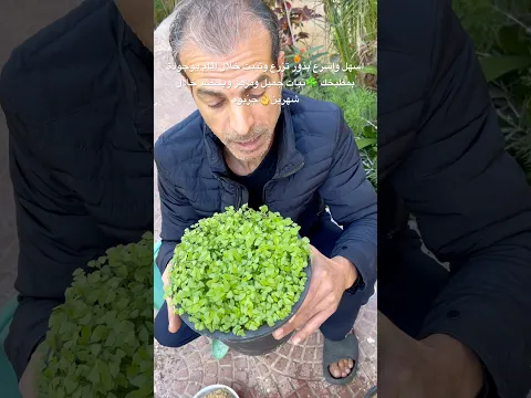 اسهل واسرع بذور تزرع وتنبت خلال ايام موجودة بمطبخك ☘️نبات جميل ومزهر ويحصد خلال شهرين👌جرّبوه