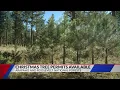 Christmas tree permits now available from Forest Service