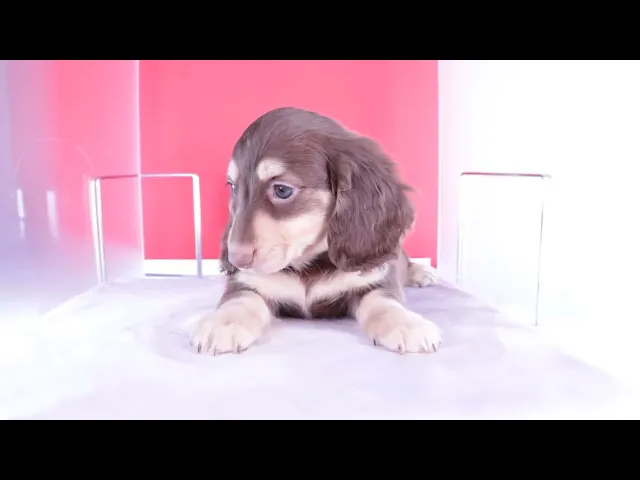 動画