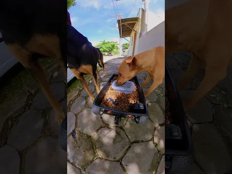 Hora do papazinho 🍪💦🐕💕 #doguinhos #amor #carrinhoblack