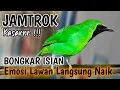 Lagu FULL Nembak Panjang-Panjang - Cucak Ijo Ngotot bongkar Isian Kasar