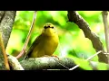 Download Lagu MASTERAN GACOR \u0026 PIKAT CIKRAK DAUN SUARA PANCINGAN | KICAU MERDU ASLI SUARA BURUNG