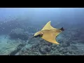 Chilean Devil Ray in St Helena March 2023