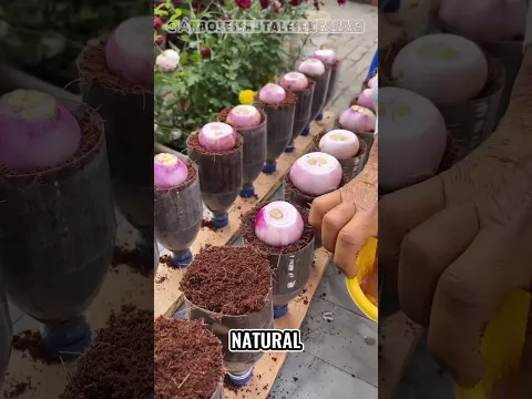 Convertí una botella de gaseosa en una huerta y descubrí algo increíble 🌿