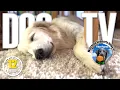 Download Lagu 12 Hours Relaxing Music to Relieve Stress \u0026 Anxiety for Your Dog - Dog Videos for Dogs to Watch