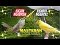 Download Lagu Ciblek Gunung Tembakan AK47 Vs Kenari Ngeroll Speed Rapat