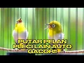 Lagu Pancingan PLECI josss‼️Pendongkrak emosi semua jenis pleci🔥Pleci gacor