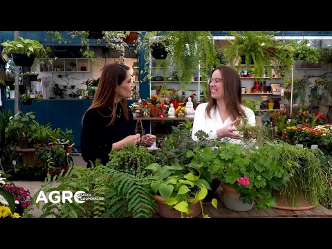 Aprenda na prática: como cuidar de plantas pendentes