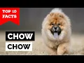 Chow Chow - Top 10 Facts