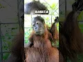 Top Animals With Down Syndrome