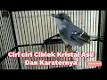 Download Lagu Ciri ciri Ciblek Kristal Asli