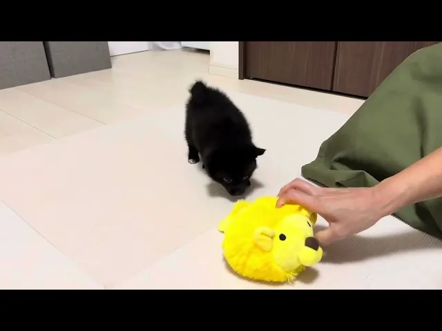 動画