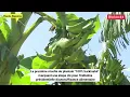 Download Lagu La récolte de plantain \