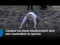 ZO!34 - Zandpol versterkt biodiversiteit door een voedselbos te openen