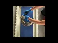 Mink Dissection and Labeling Anatomy Project
