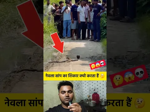 नेवला सांप का शिकार क्यो करता हैं 🤔 #shorts #mongoose #snake #viralshorts #viralvideo