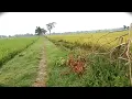 Lagu Story WA  perjalanan di sawah | Dere - Kota