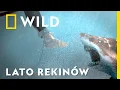Download Lagu Postanowił popływać w oceanie mimo serii brutalnych ataków tawroszy | Atak rekina: przyczyny