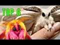 Lagu Top 6 CUTEST MOTHS!