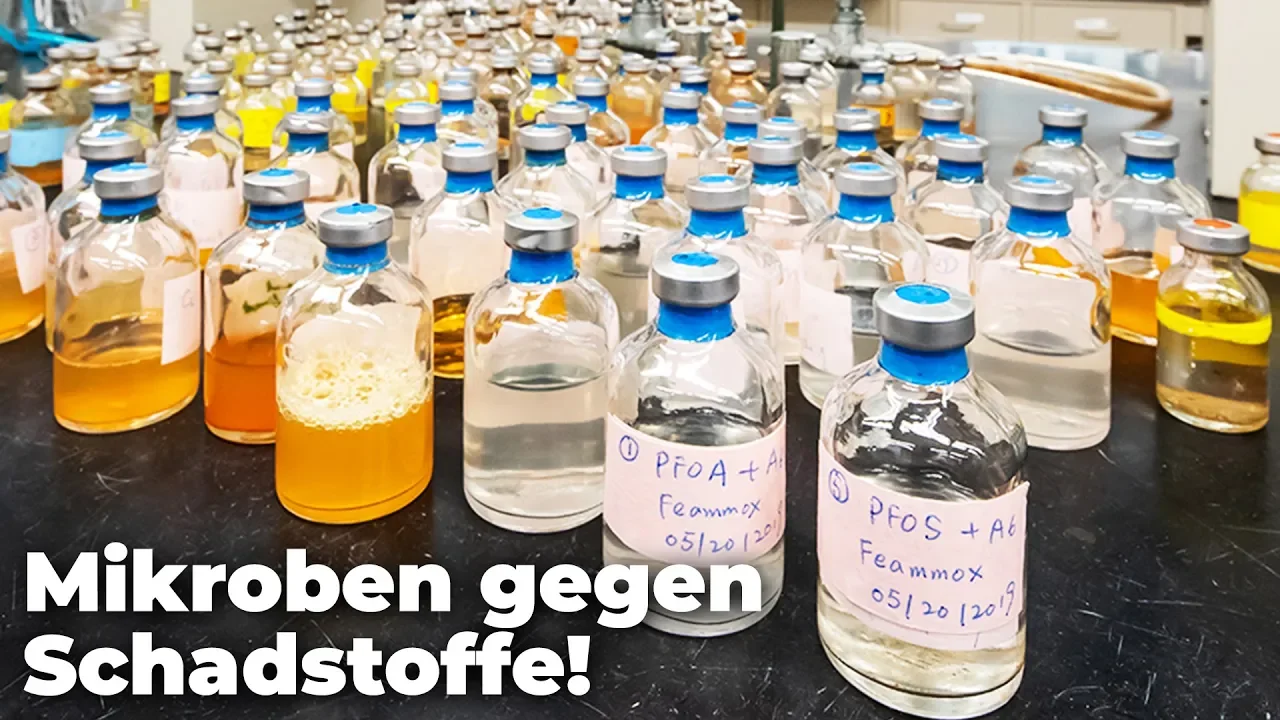 Bakterien bauen schädliche Umweltchemikalien ab! - Clixoom nature