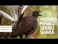 LYREBIRD BURUNG ASLI AUSTRALIA YANG BISA MENIRUKAN SERIBU SUARA | HEALESVILLE SANCTUARY AUSTRALIA