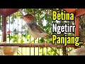Download Lagu PRENJAK BETINA ‼️ PRENJAK BETINA Ngetir Panjang Istimewa suara Jernih, cocok buat MASTERAN ‼️