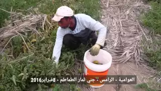 العوامية   منطقة الرامس الزراعية دندنها