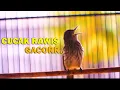 Download Lagu CUCAK RAWIS GACOR COCOK BUAT MASTERAN DAN PANCINGAN
