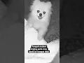 Download Lagu Tengah malam Anjing pada maunaik  ke tempat tidur 😬 #savemomentpiped