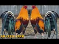Seeing the very well-cared-for and healthy chickens - Am Creek Farm