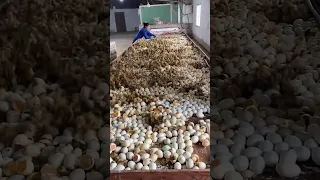 كيف يتم فقس الصينيون بيض البط Shorts 