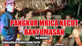 Download BAWA PANGKUR MRICA KECUT BANYUMASAN.Nyi DARWATI DALANG ALM KI SUGINO SISWO CARITO { DALANG GINO } MP3