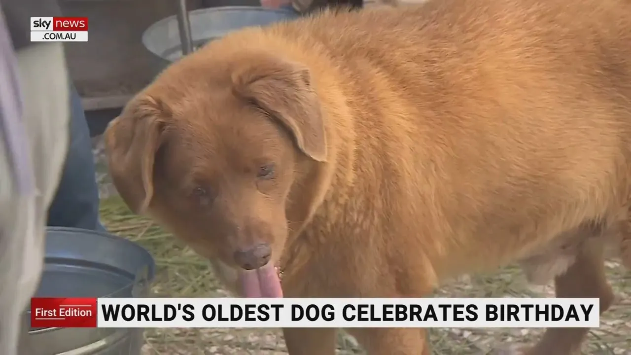 World’s oldest dog turns 31