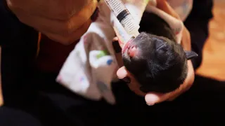 women breastfeeding animals new born by her milk so lovely in village at rural area