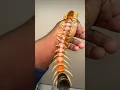 Download Lagu Giant Desert Centipede handling! 🔥 #arthropods#bug#insects#centipede#invertebrates#tarantula#fyp