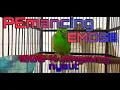 Download Lagu Suara burung Cucak rante/ranting betina,,suara jernih...jamin burung bisu langsung nyaut