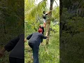 ngalah kalapa nusima #magaweng