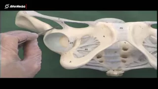 Thigh Ligaments