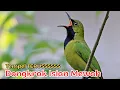 Download Lagu BONGKAR MATERI Pantang Ngadat - Pancingan Cucak Ijo gacor Bongkar Isian MEWAH