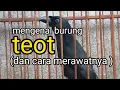 Lagu Cara merawat burung teot yang sering disebut murai irian papua