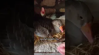  تربية الطيور          إوز  وز  نصائح تربية الطيور  تربية الطيور للمبتدئين  تربية الطيور الصحية دندنها