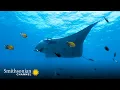 Manta Rays Eat an Astonishing Amount of Food Each Day Great Blue Wild Smithsonian Channel