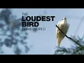 Lagu The Loudest Bird In The World
