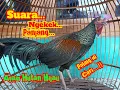 Download Lagu Suara ayam hutan hijau ngekek dan berkokok|| rekaman asli || ngekek ayam hutan.