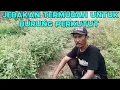 Download Lagu CARA MENJEBAK BURUNG PERKUTUT DENGAN MUDAH