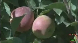 برق الليل الركبة ثقلت Bargelil 