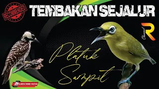pleci nembak sejalur platuk sampit anti kondangan