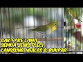 Download Lagu Pleci RIBUT cocok buat terapi pleci bahan,pancingan pleci malas bunyi🔥