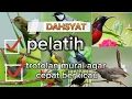 Download Lagu Masteran burung kecil!!PELATIH Trotolan murai batu !!masteran trotol murai agar cepat berkicau