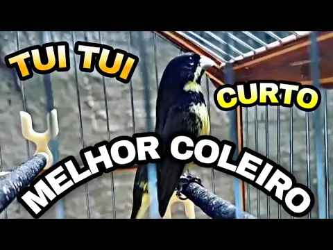 Download MP3 MELHOR COLEIRO TUI TUI CANTO  CURTO P/ APRENDIZADO D/SEU PARDO!